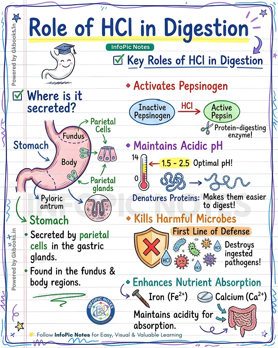 InfoPic Notes - Role of Hydrochloric Acid (HCl) in... | Facebook