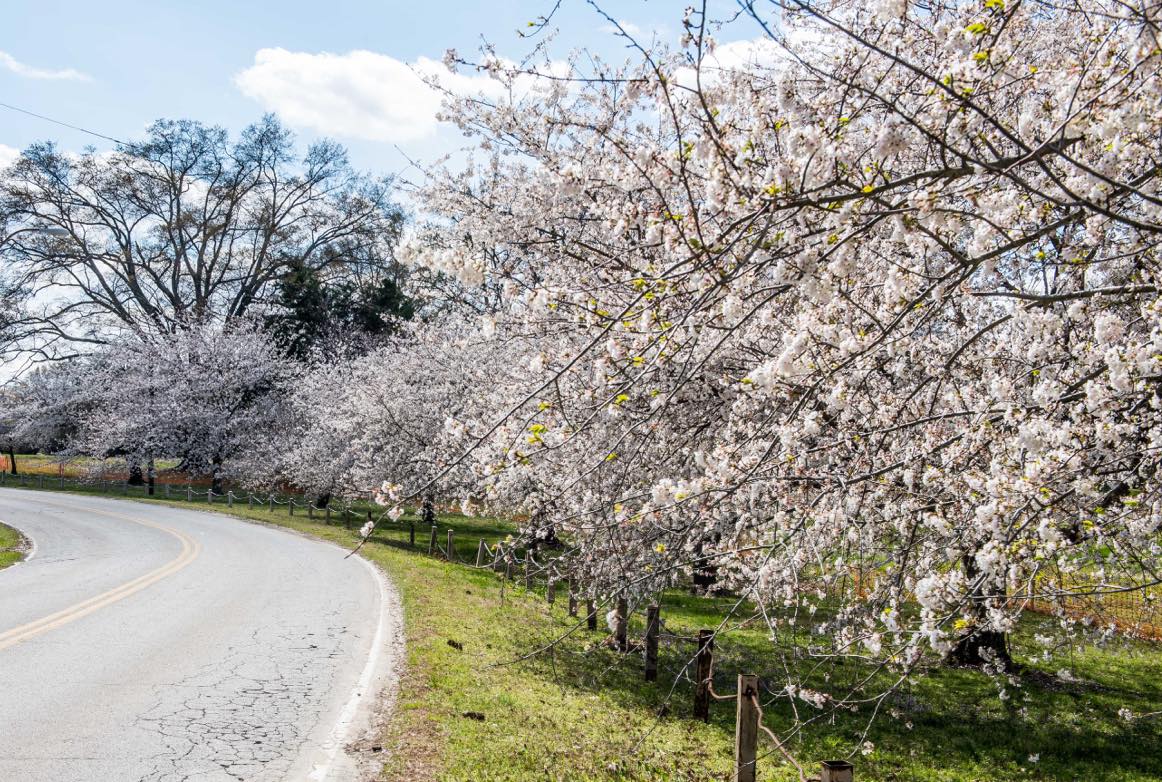 Celebrate spring with Memphis Botanic Garden's cherry blossom picnic