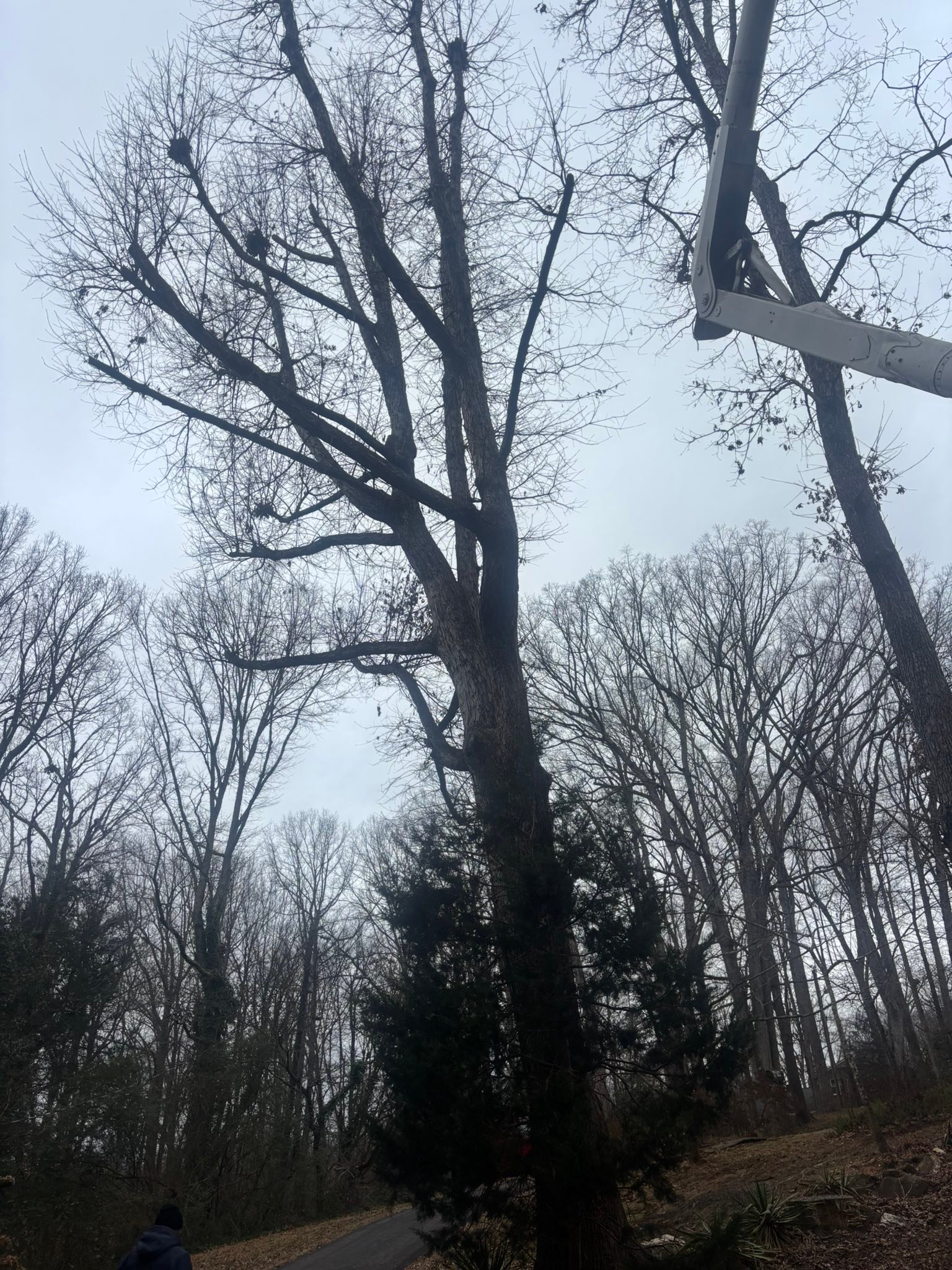 One Way Tree