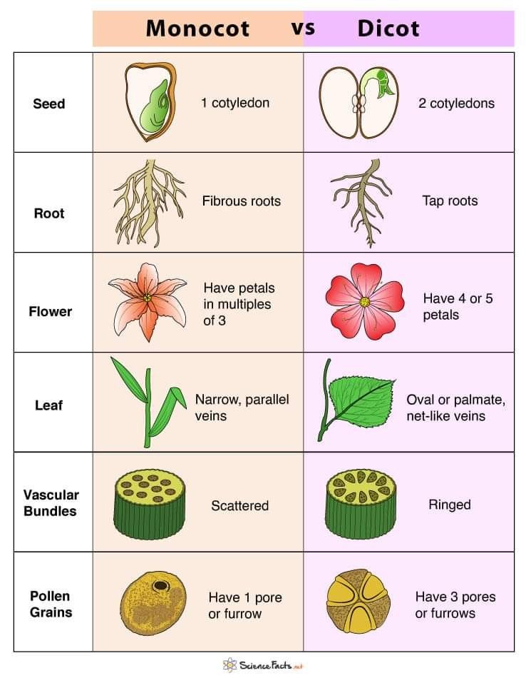 Destinyy - compares the key characteristics of monocots and dicots, two ...