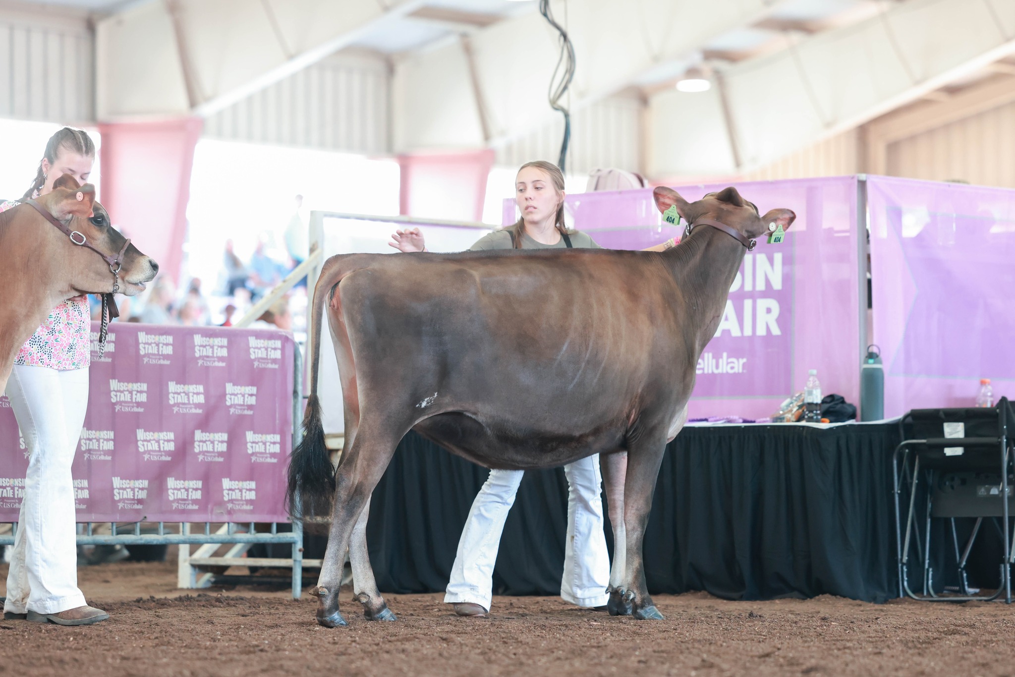 Betley - Synerjy Lorelei-ET 1st Place Jersey Spring Yearling Purchased ...