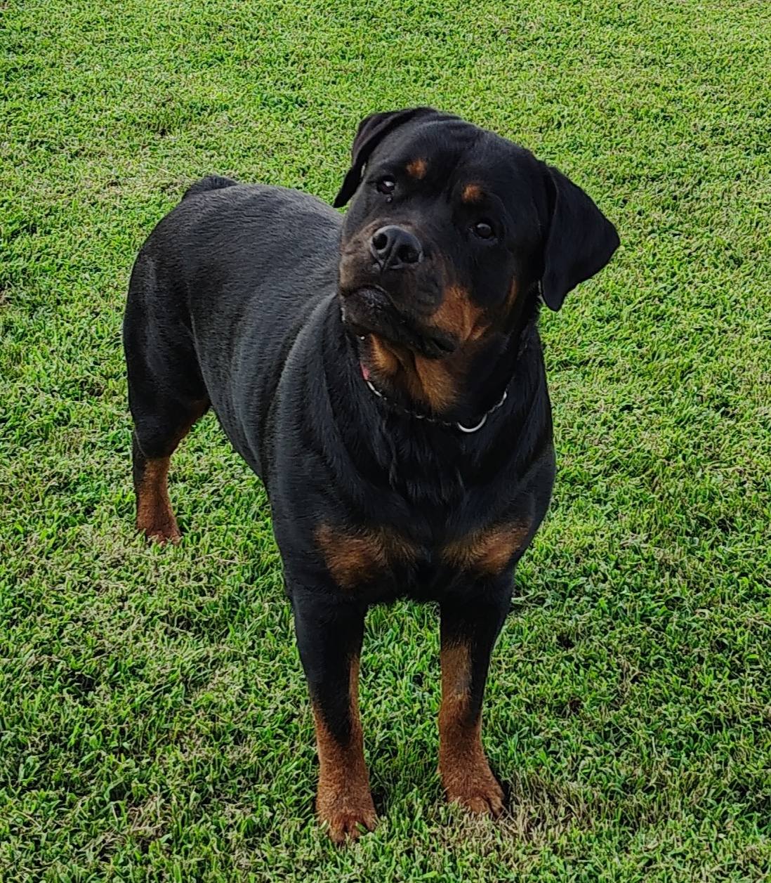 Royalhaus Rottweilers - Indiana | Boonville IN