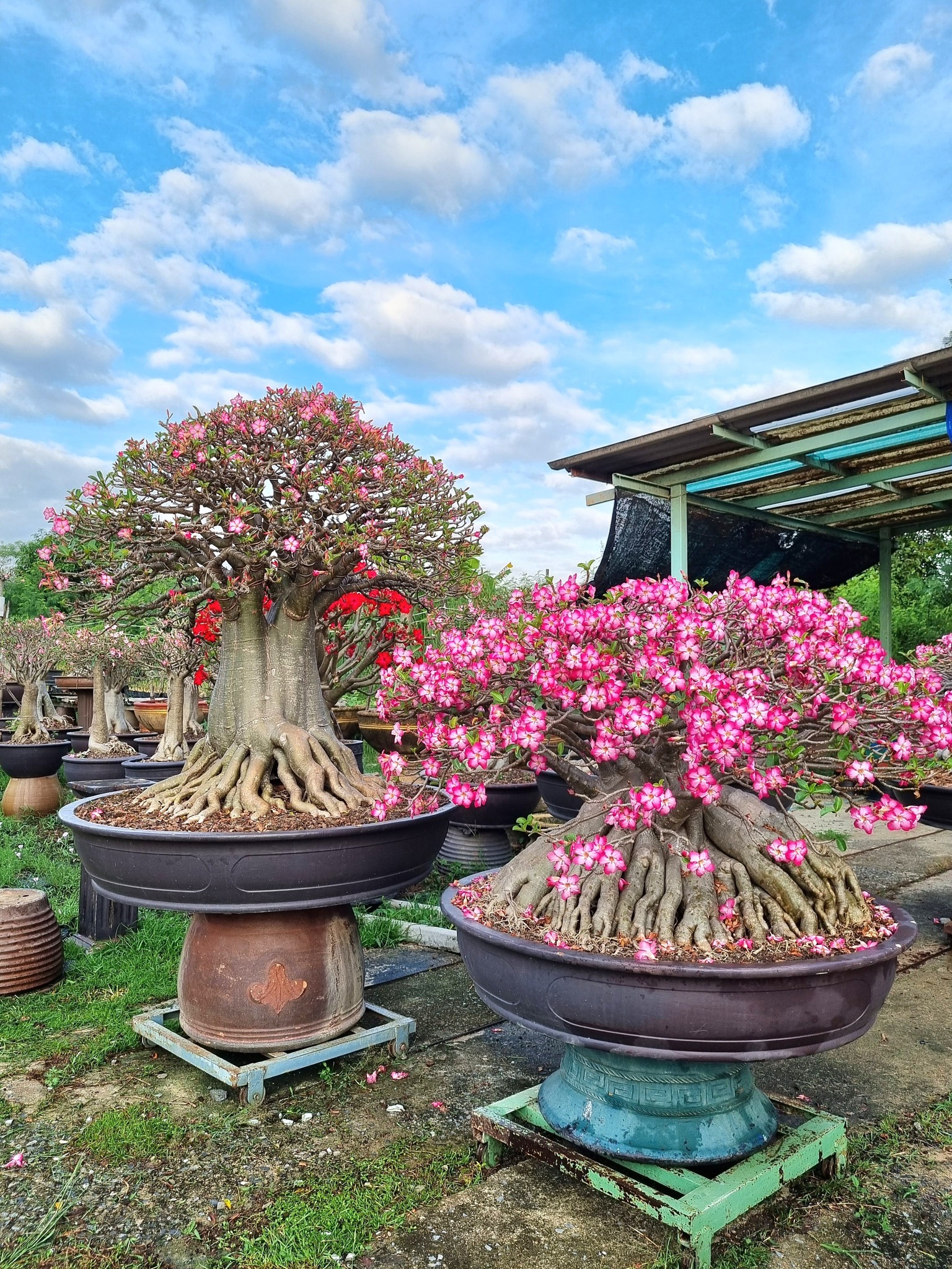 NSD Adenium Farm | Bangkok