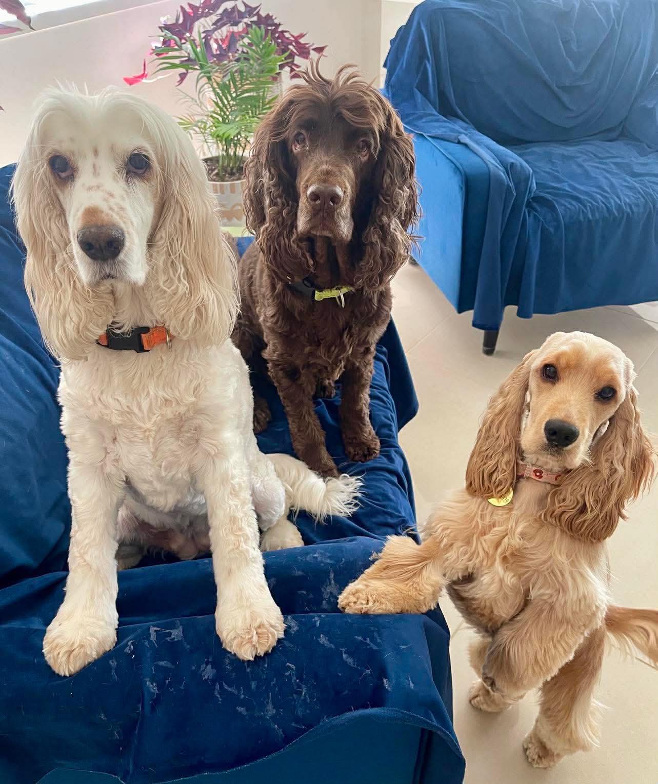 What is all this Cocker... - Cocker Spaniel Rescue QLD inc | Facebook