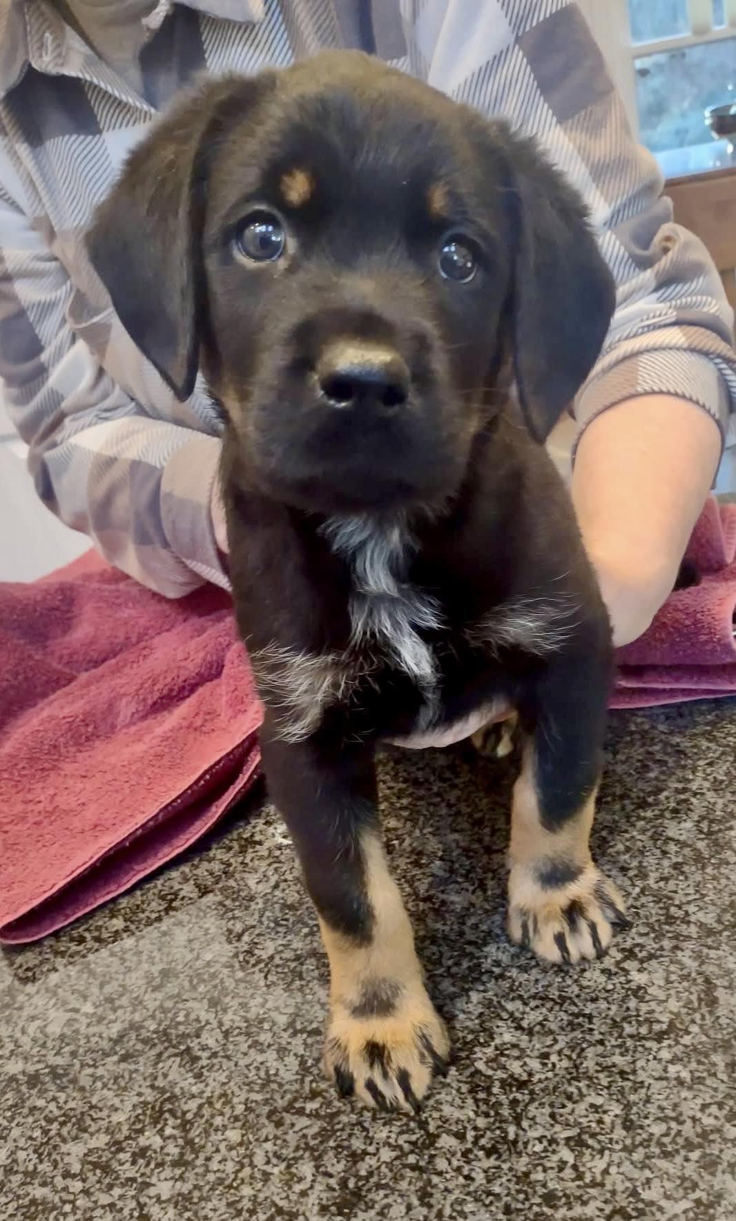 Chicagoland - Meet Chunk There is always one in the family that has ...