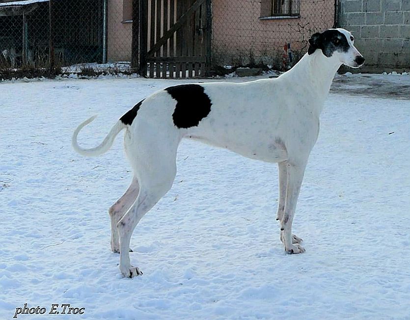 Celerrimus Charty Polskie... - Celerrimus Charty Polskie