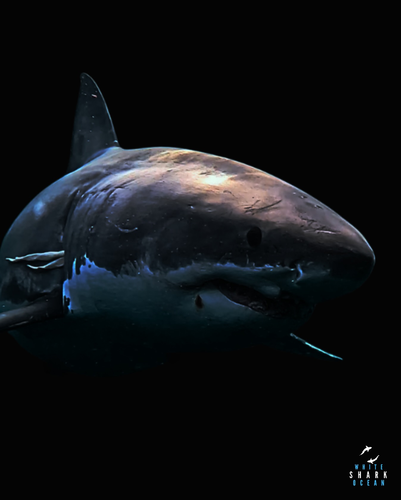 Dark Great White Shark On Black