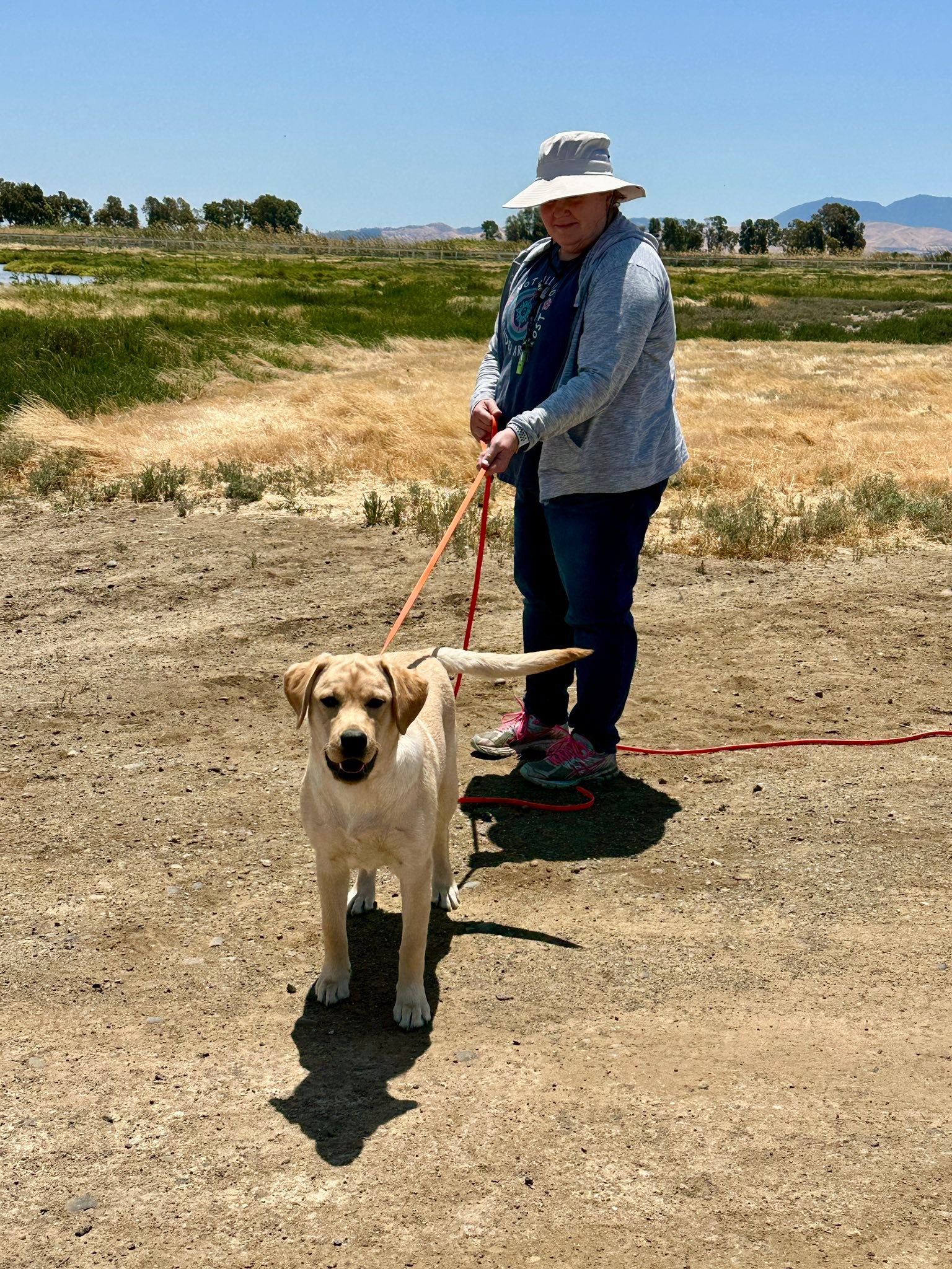 Golden Gate Labrador Retriever Club