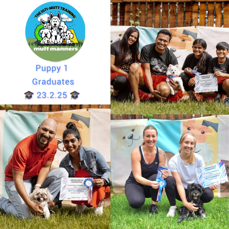 Mutt Manners Puppy and Dog Training | Johannesburg