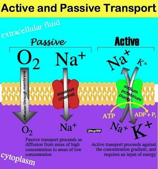 Biology | Passive transport moves molecules down a concentration ...