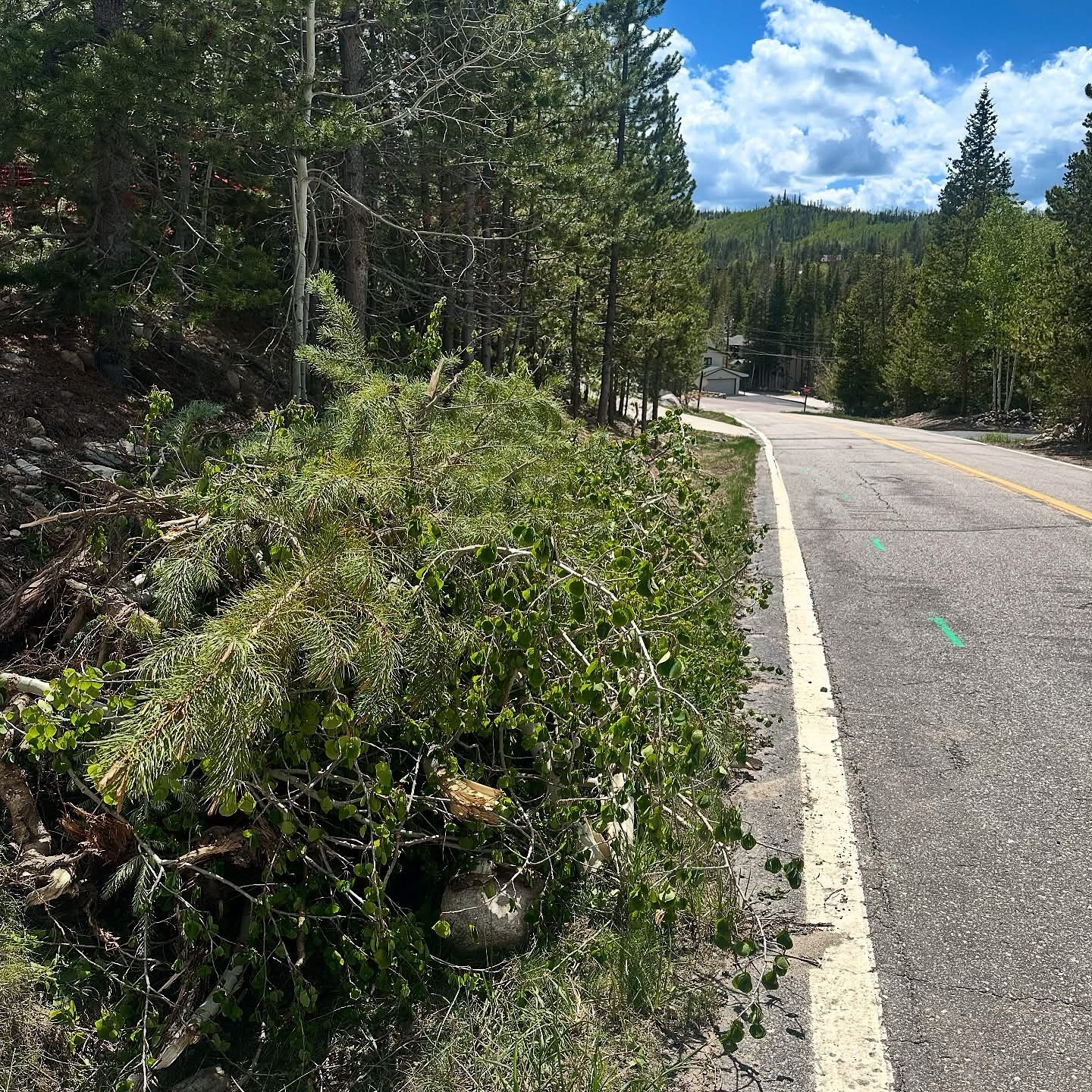 Grand - 🌲 Did you know? The Town of Winter Park offers a tree slash ...