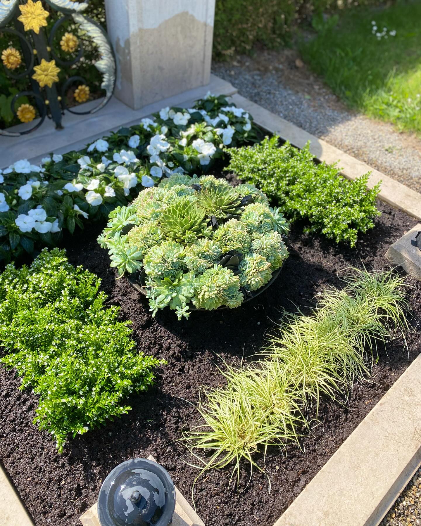 Echeveria eine sukkulente Pflanze die im Sommer eine echte Alternative für Schalen oder auf dem Grab ist. Die eigentlich bevorzugte Zimmerpflanze fühlt sich im Sommer draußen richtig wohl und benötig wenig Wasser. #