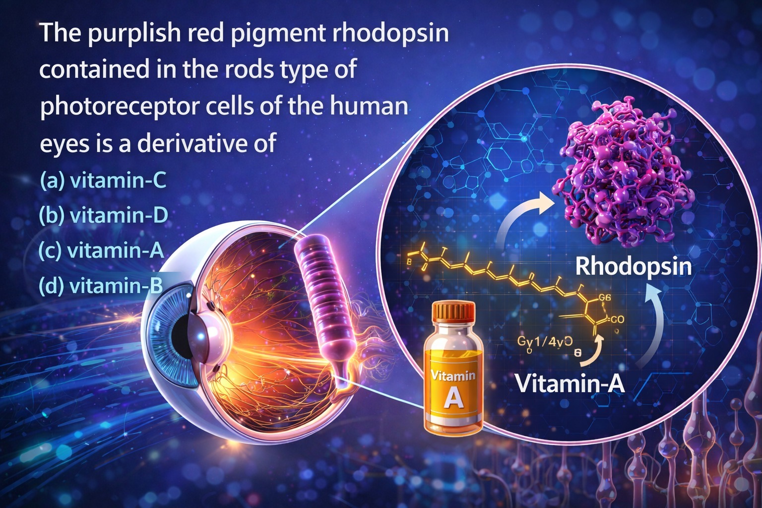 Maths & Science - The purplish red pigment rhodopsin #biology | Facebook