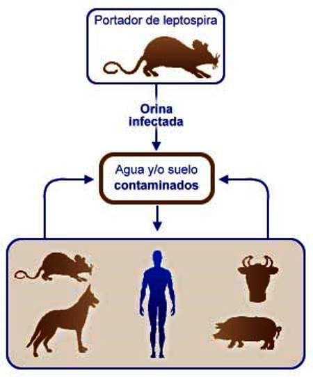 Laboratorio Centro Médico Especializado - 🔴 LEPTOSPIROSIS 🔴 La ...