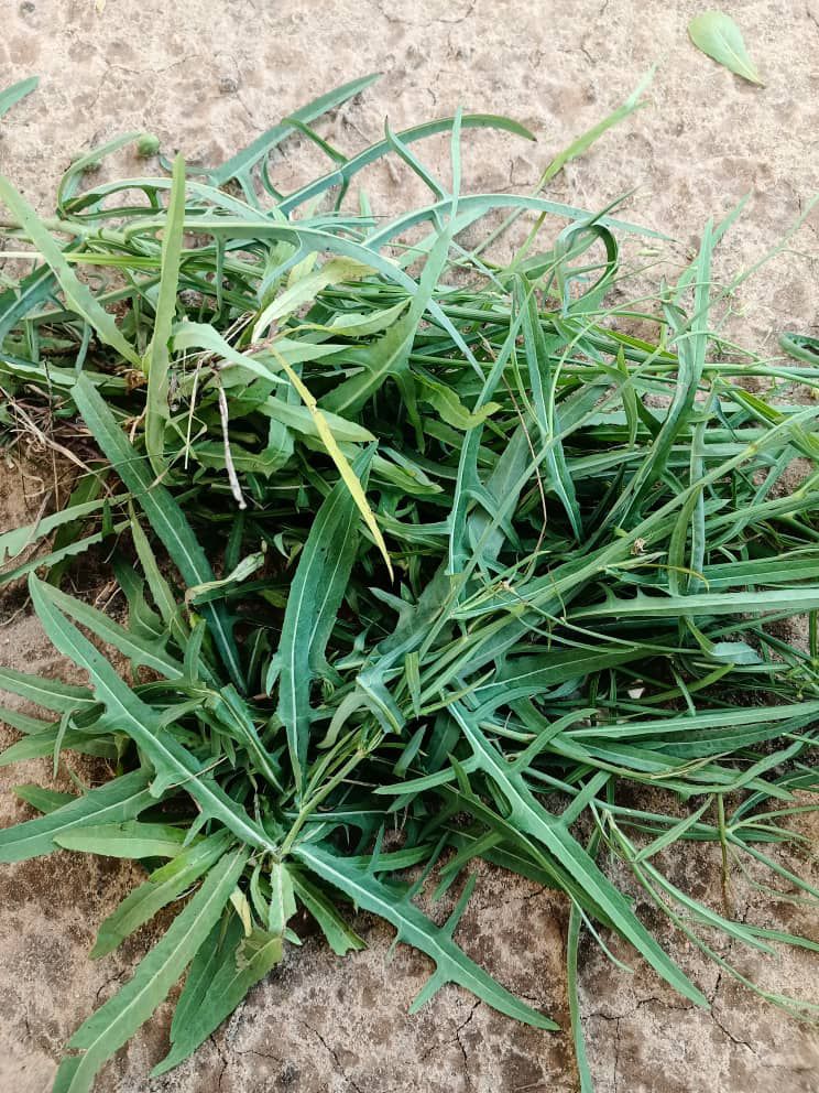 Launea cornuta (mchunga)... - Aje-Farms Mashamba Yanayotembea | Facebook