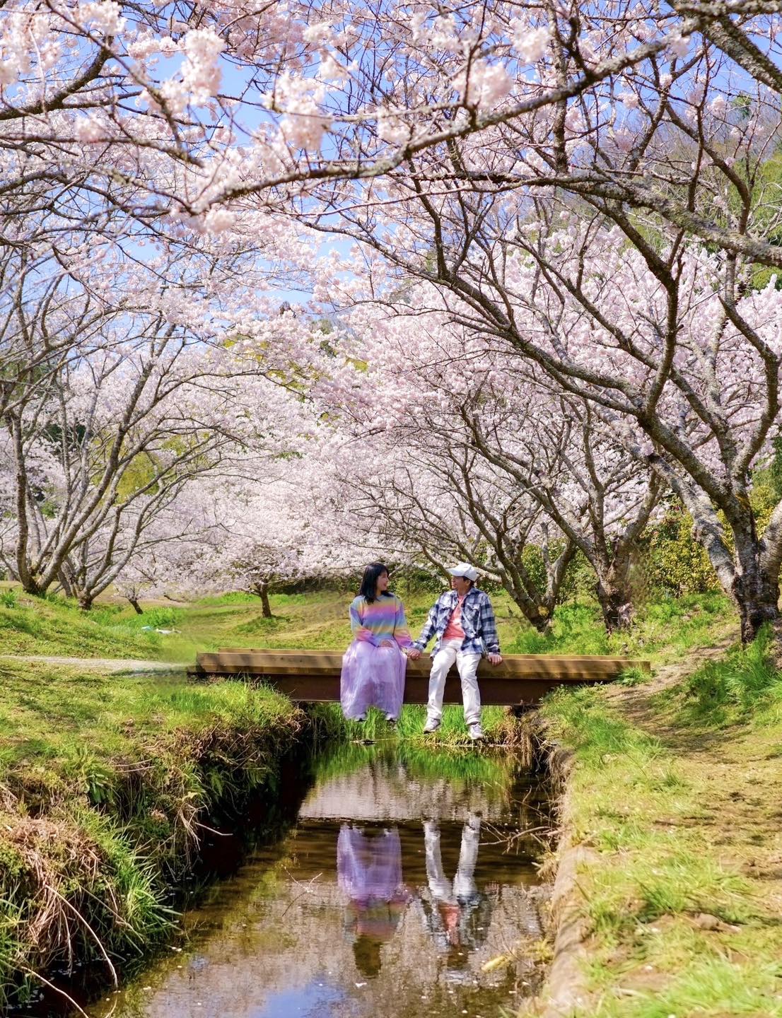 全職旅行的日本人妻 - 發現了隱世卻超童話的櫻花公園🌸要來趁早🌸🙏 🌸我是每星期都為大家更新追櫻情報、住在日本的風信子(*´∀`) 染井吉野櫻 ...