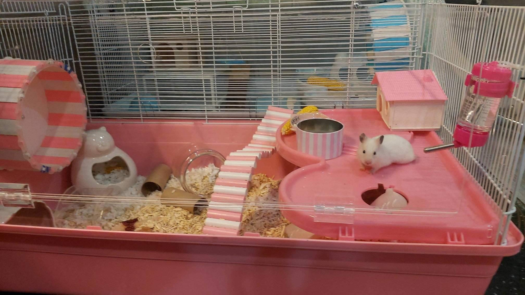 Wonderland hamster farm | Bangkok