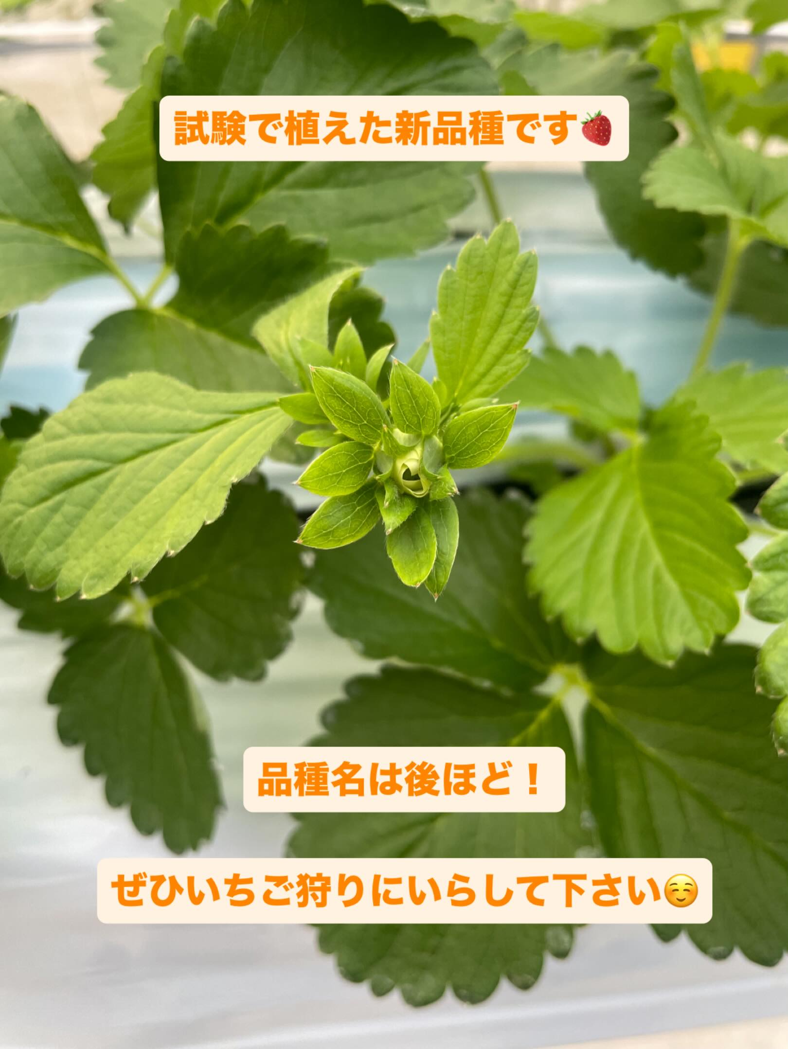 北上いちご園 | Kitakami-shi Iwate