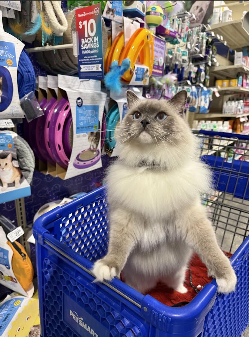 PetSmart - The clock is ticking on Treats Rewards Members... | Facebook