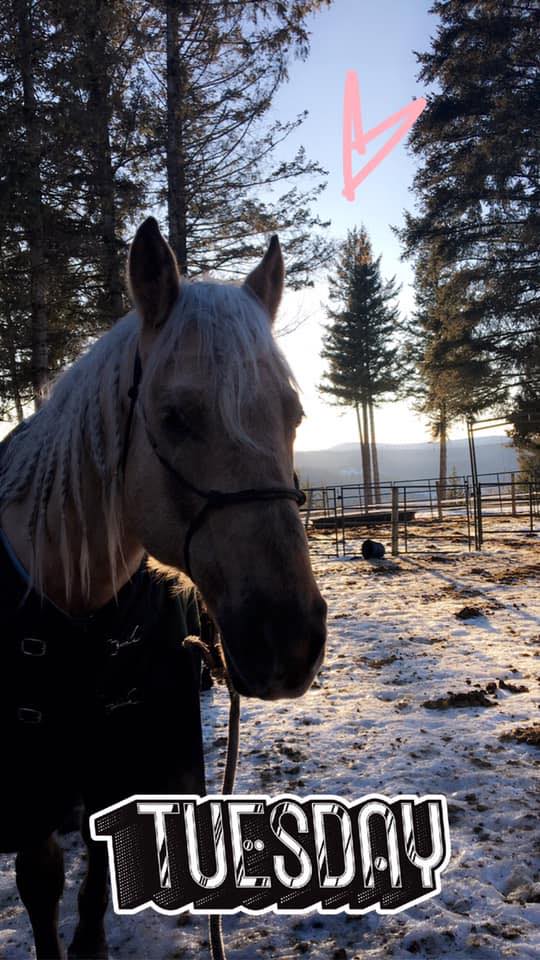 Quesnel Horse Buy and Sell | **EDITED** POST | Facebook