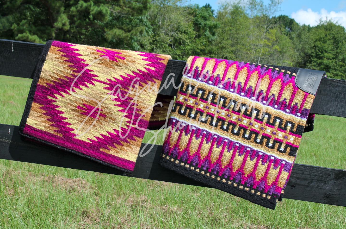 Have a golden buckskin or a golden... - Saguaro Show Pads