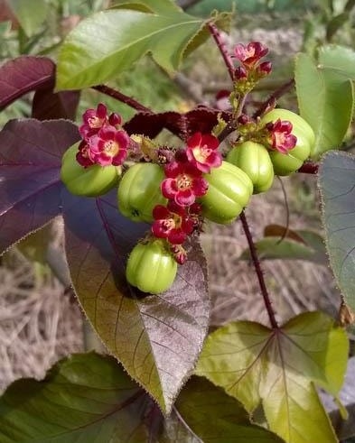Where can I get this called #Jatropha