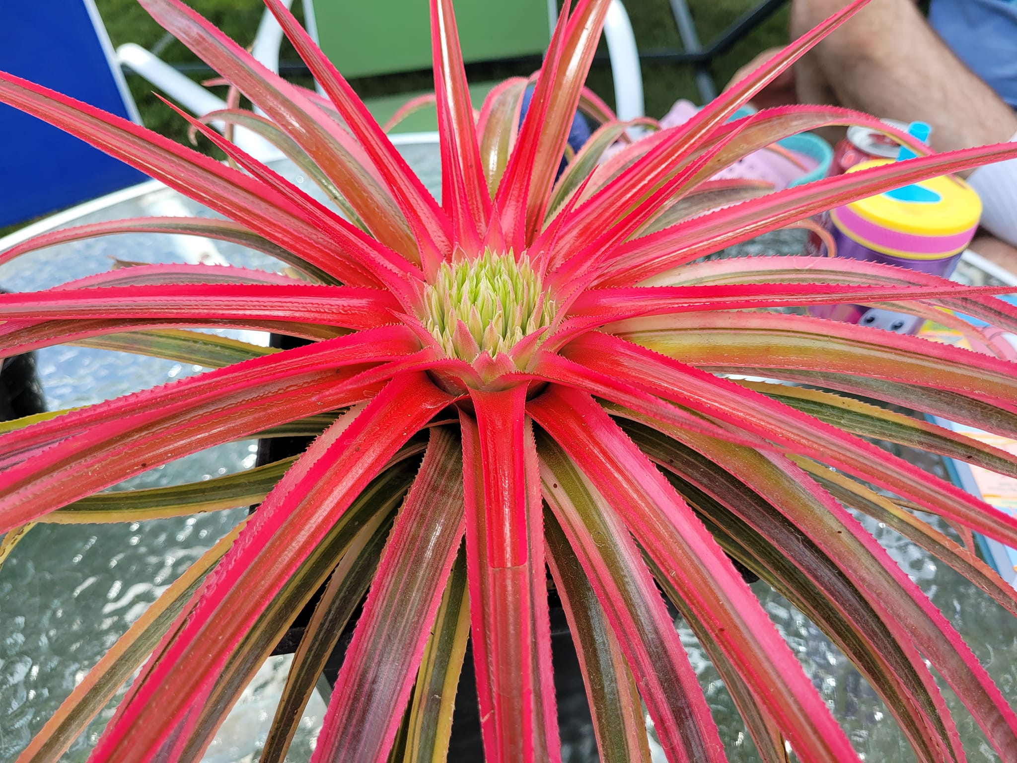 x Sincoregelia 'Galactic Warrior'