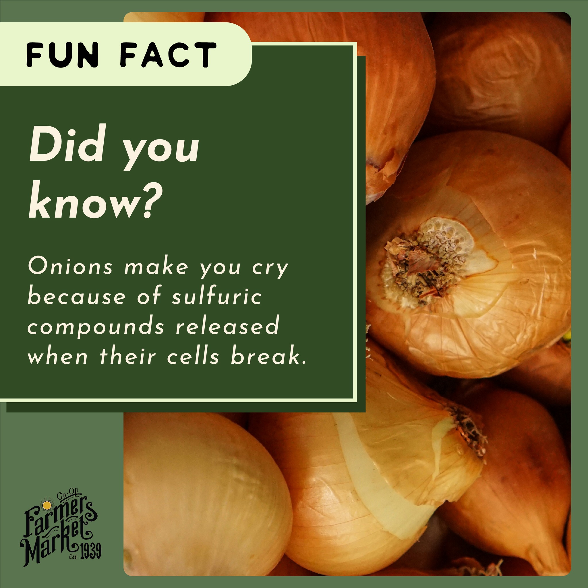 🧅 Did you know? Onions make you... - Co-op Farmers Market | Facebook