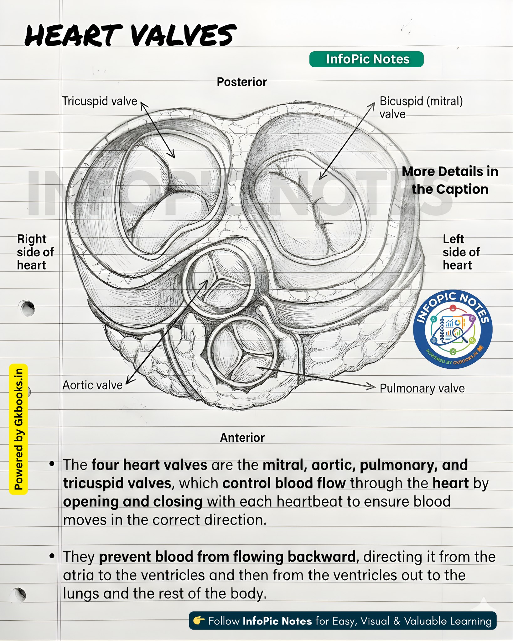 InfoPic Notes - Detailed Notes on Heart Valves the... | Facebook