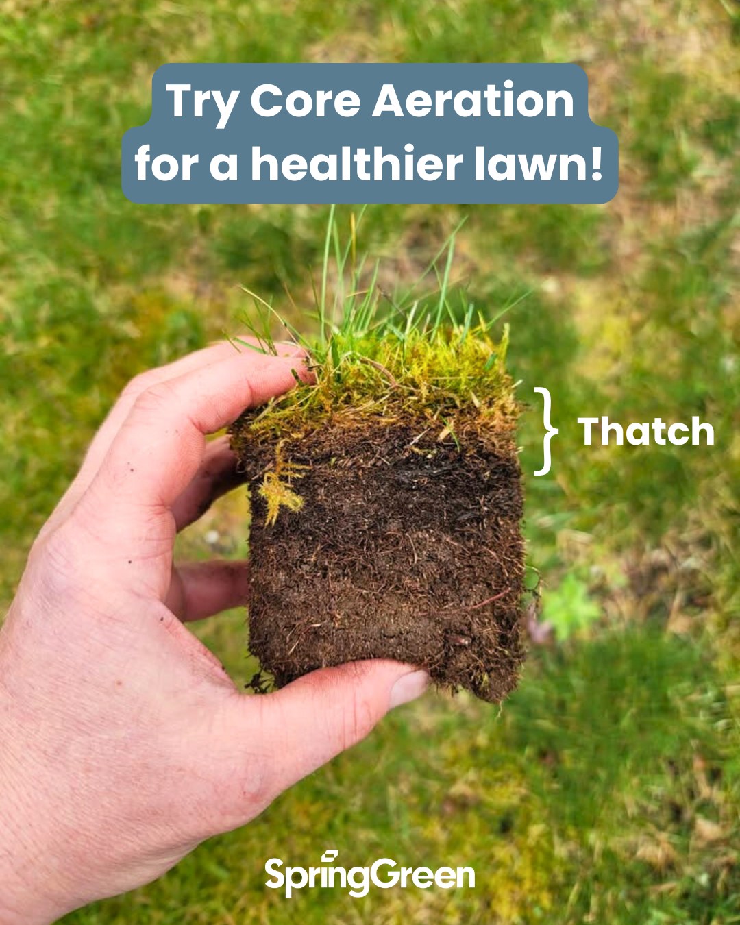 Spring - 🚨 Thatch buildup alert! See that? Too much thatch blocks water ...
