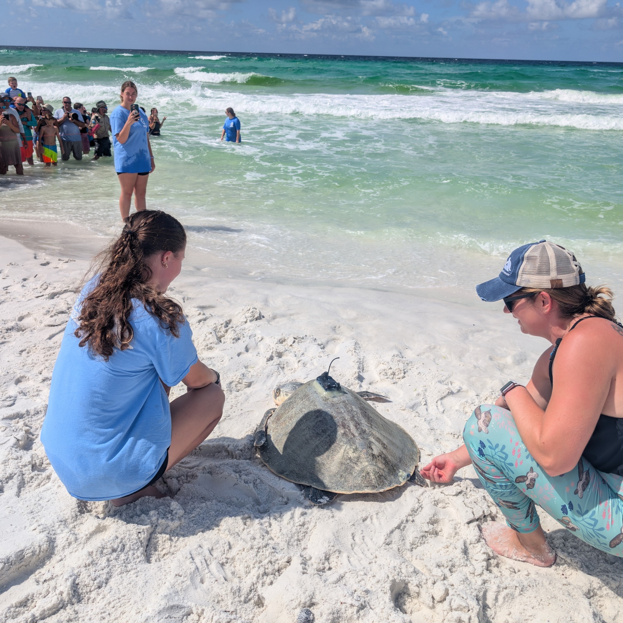 🐢 SEA TURTLE RELEASE ANNOUNCEMENT!... - Gulfarium CARE Center | Facebook