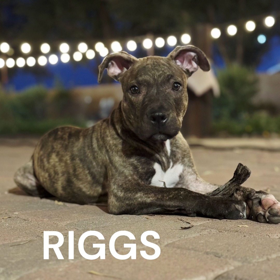 Valley - ADOPTED Name Riggs Beed Pit Bull Age 4 mo Sex Male Meet Riggs ...