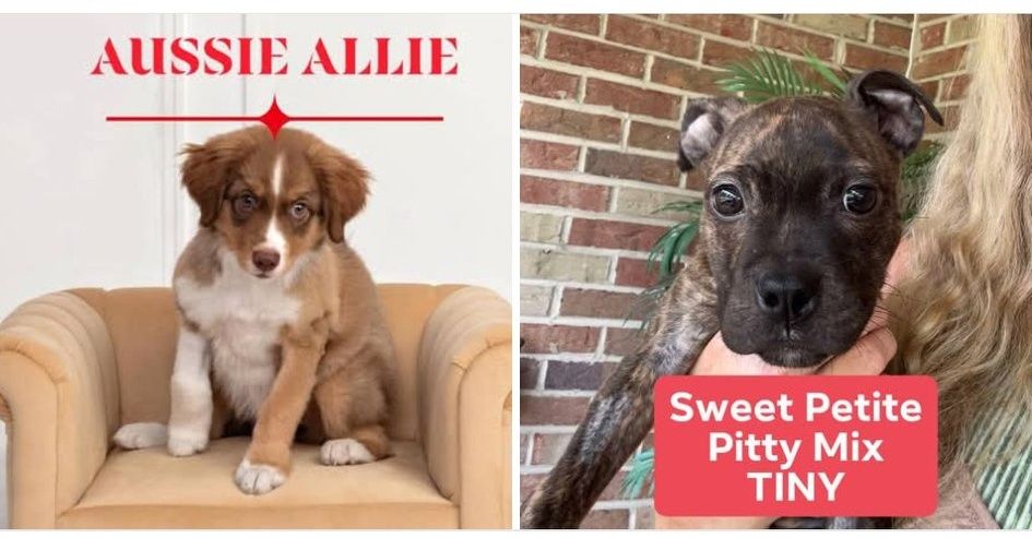 DELCO DAWGS - IF you still want to be considered for... | Facebook