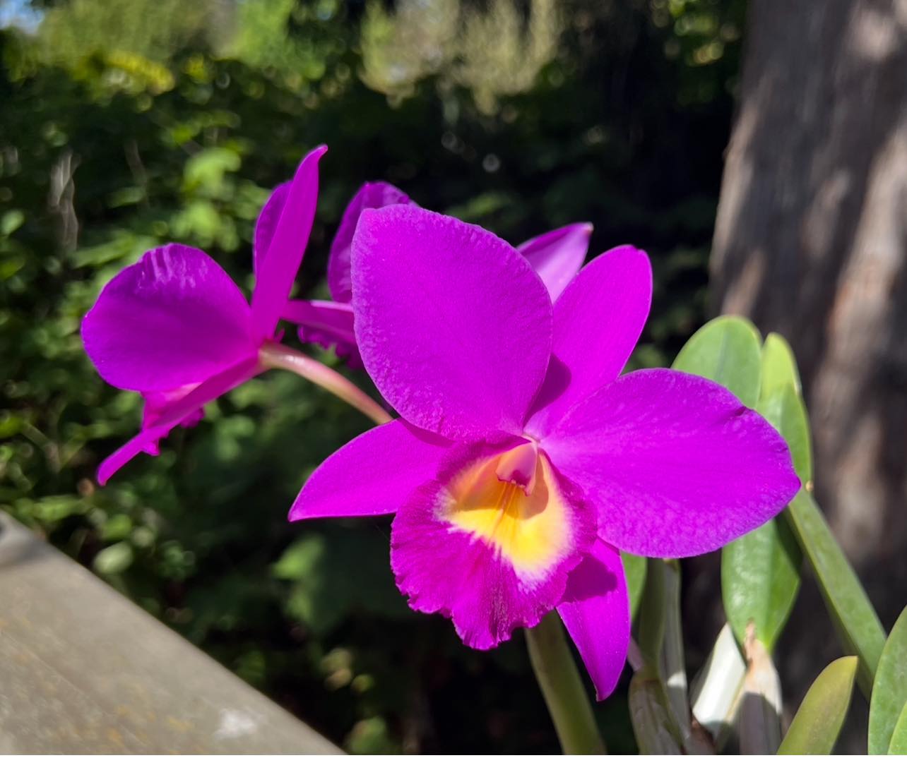Victoria Orchid Show and Sale