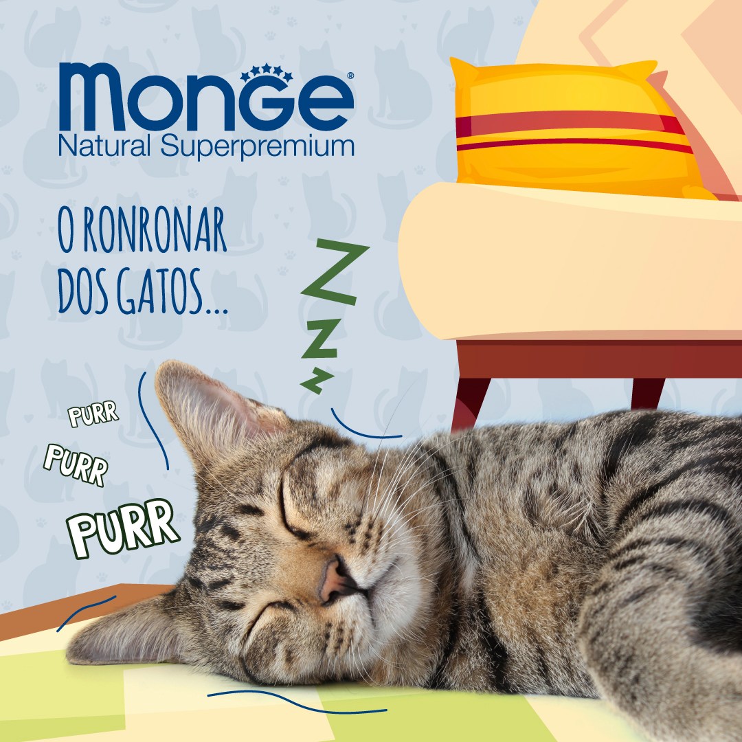 Monge - Sabias que cada gato tem um “motor de ronronar” único? 🔊 O ...