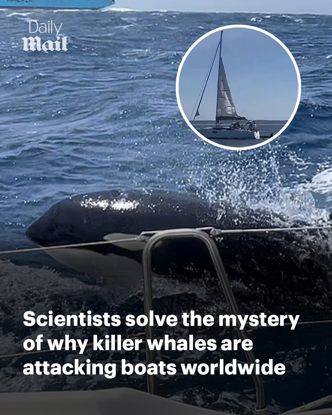 Daily - It comes after astonishing footage emerged of killer whales ...