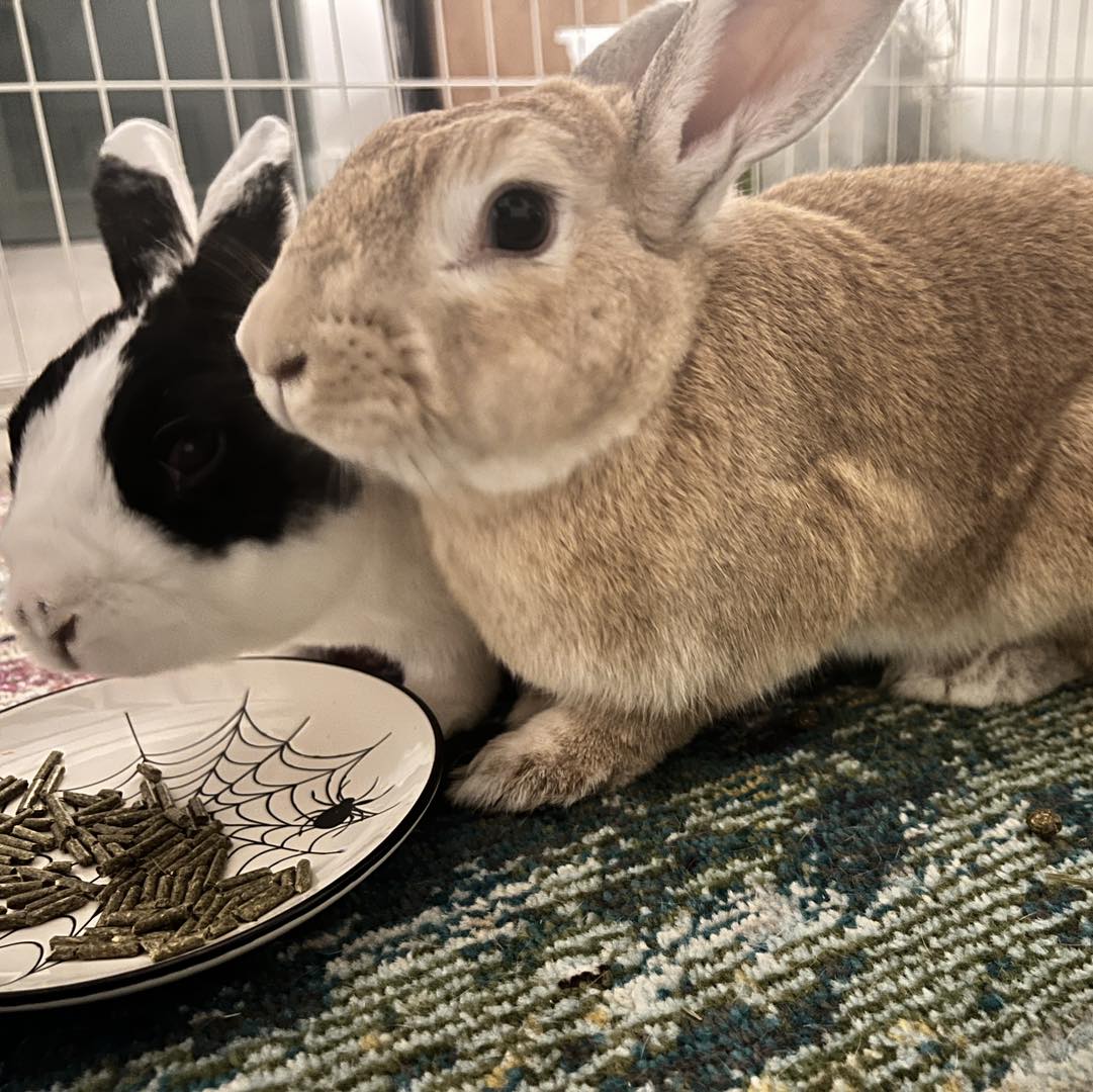 Hops-A-Lot