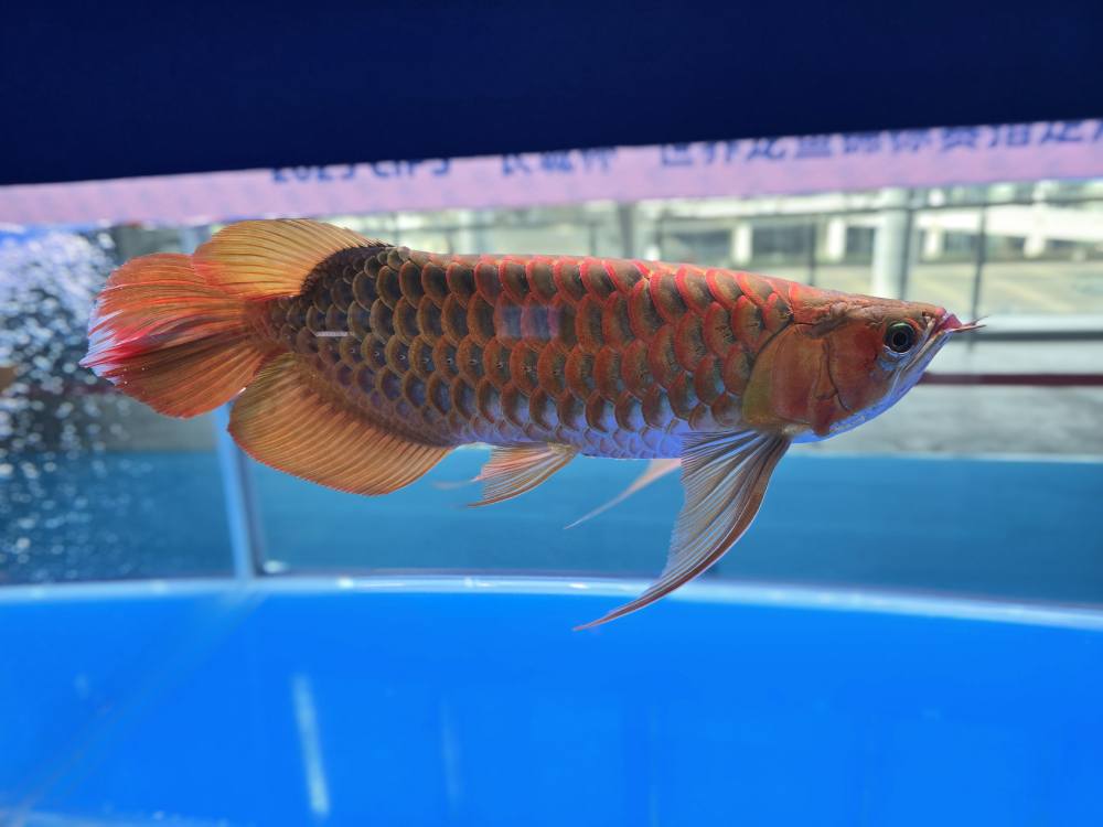 Georgia Discus