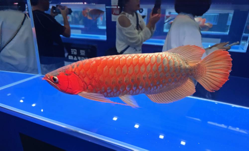 Georgia Discus