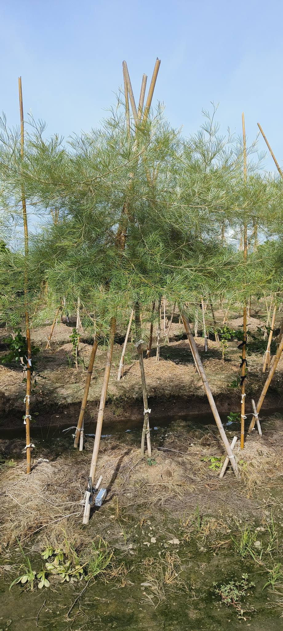 Puk Kiyamai