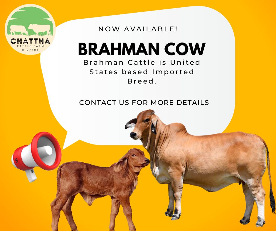 Chattha Cattle Farm Rawalpindi Rawalpindi