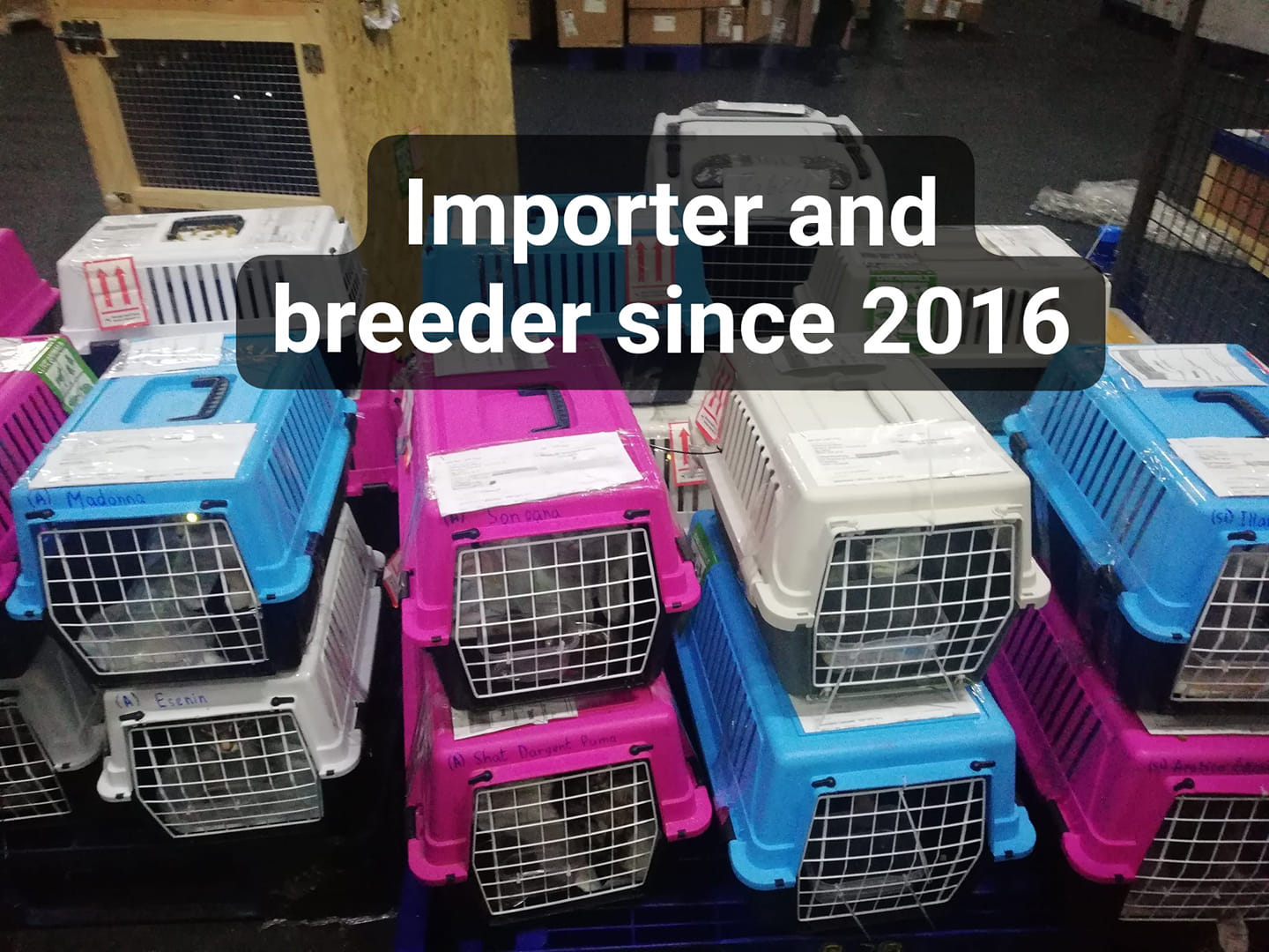 Dream Cat Supplies &... - Dream Cat Supplies & Cattery