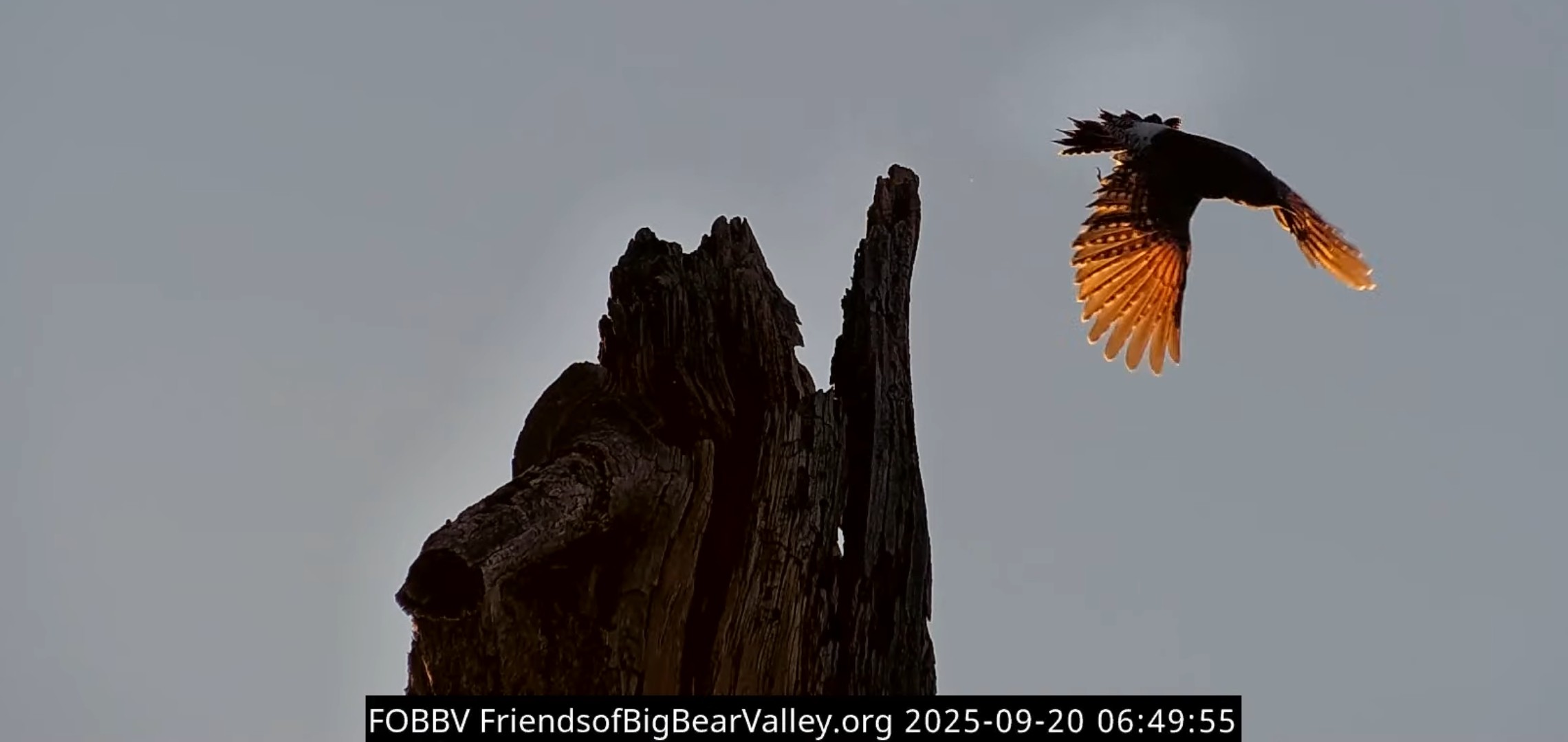 Friends - Northern flicker off the Headless Tree | Facebook