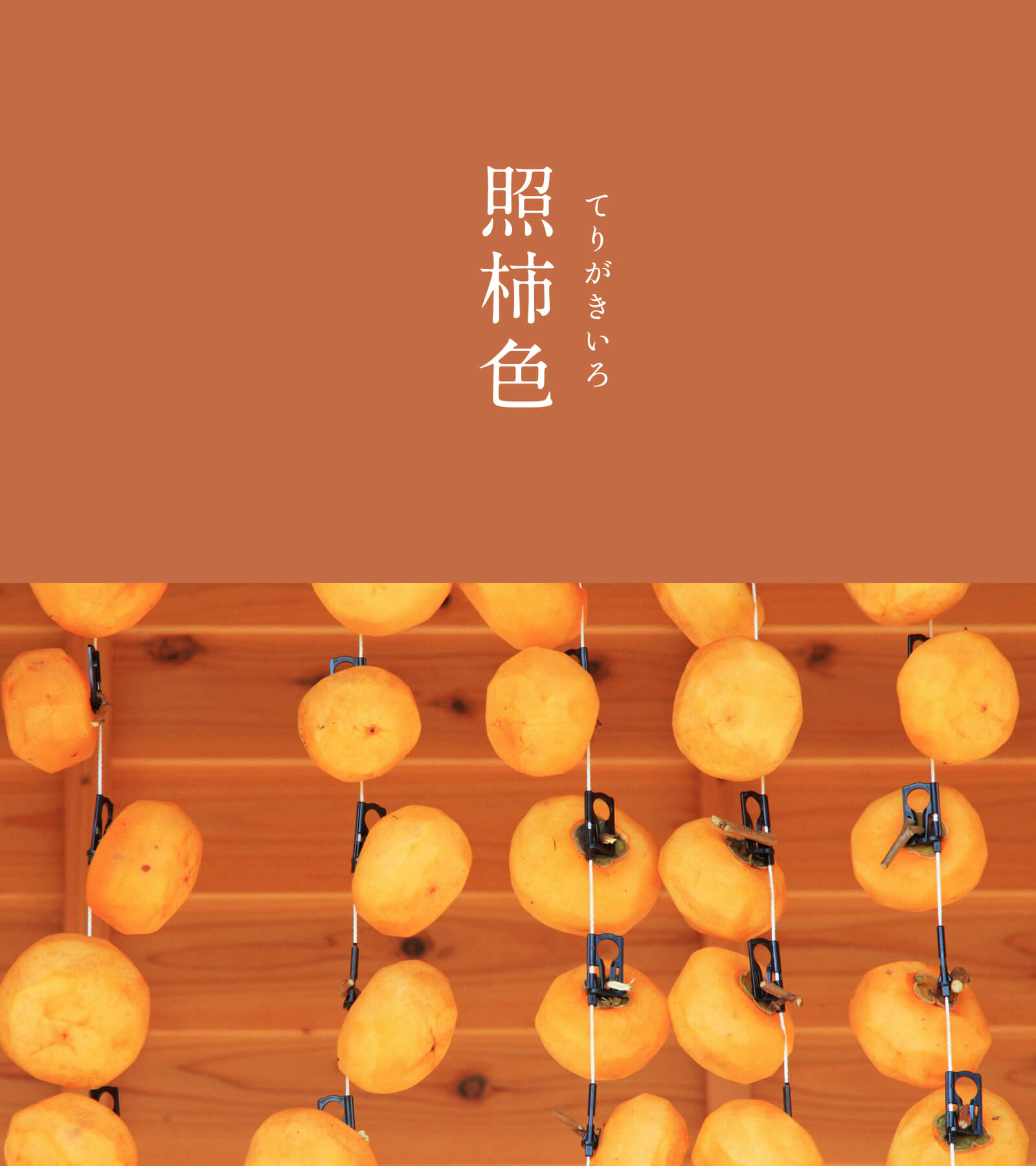 暦生活 - 照柿色（てりがきいろ）｜にっぽんのいろ 柔らかな鮮やかさが 