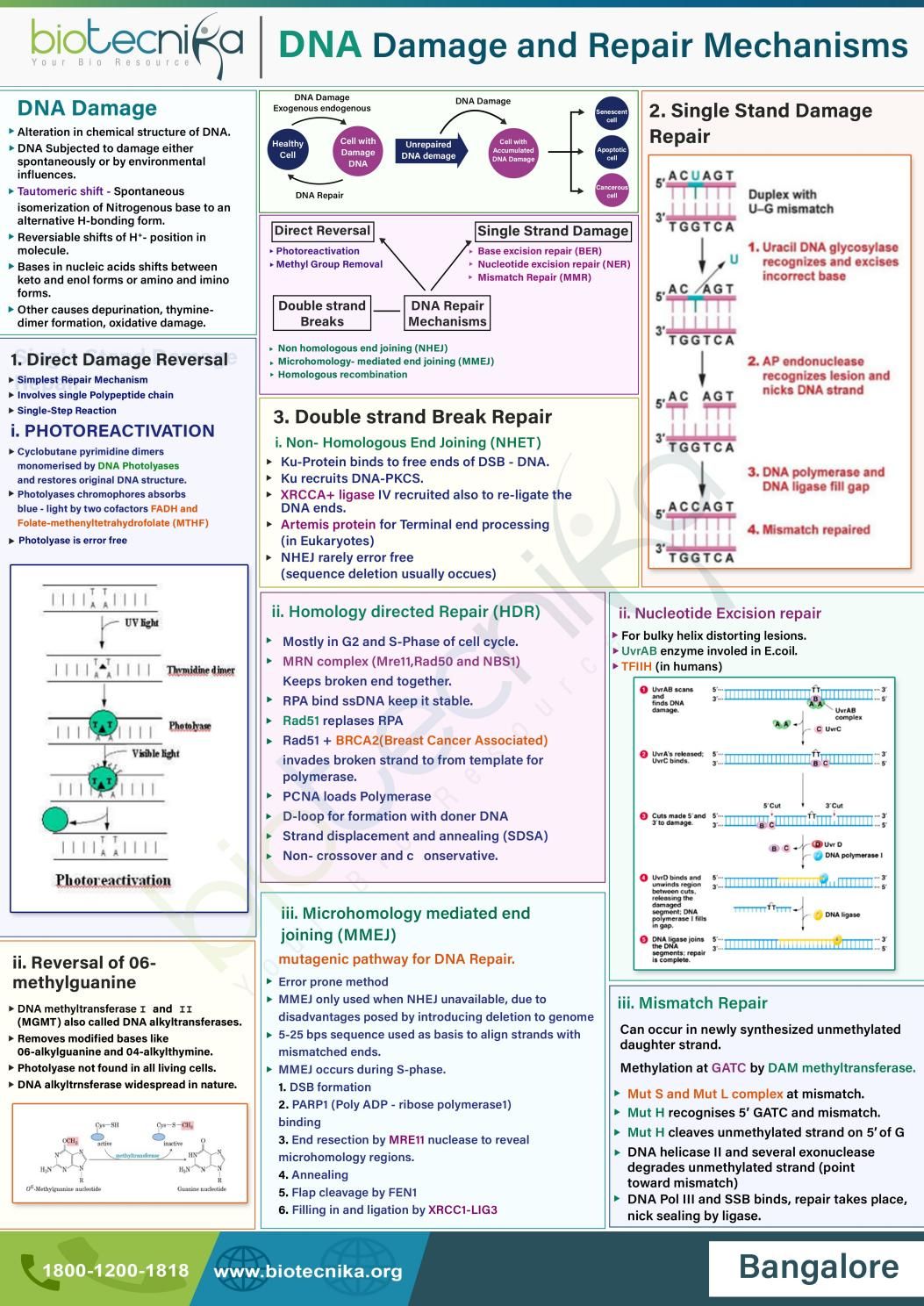 Cancer - DNA Damage and Repair Mechanisms👇 DNA damage arises from ...
