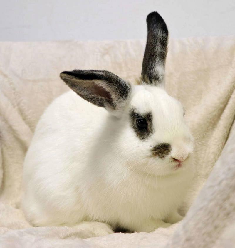 Rabbit - Hi, I’m Yellowstone and I run this house!🐇 I investigate ...