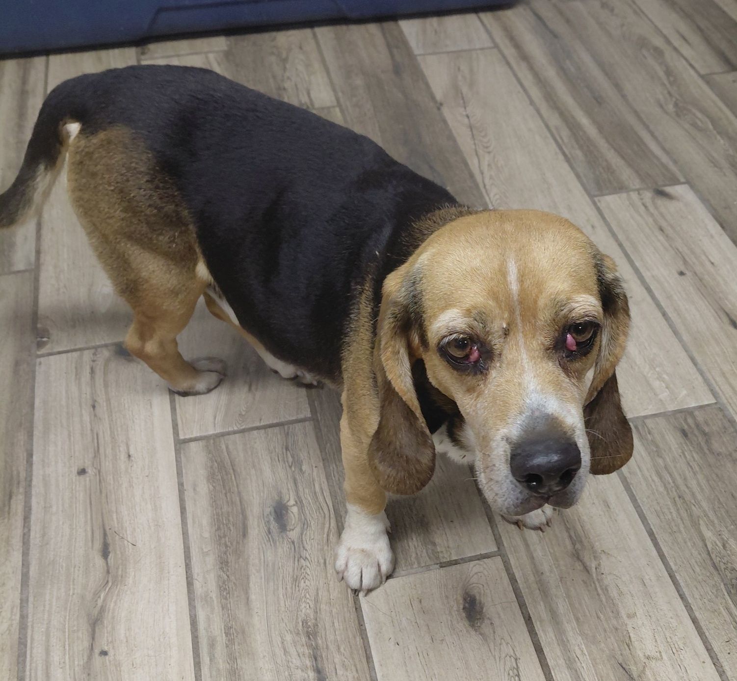 Henderson - Older Male Beagle found on Stratman Rd down by the old True ...