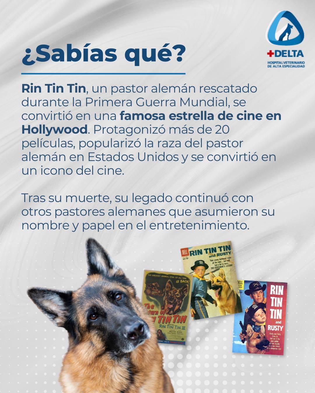 Hospital - 🐾 ¡Dato curioso! ¿Sabías que Rin Tin Tin, un valiente pastor ...