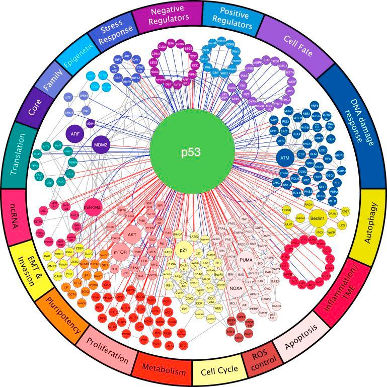 Cancer - p53: A Central Regulator in Cancer Biology👇 p53 stands at the ...