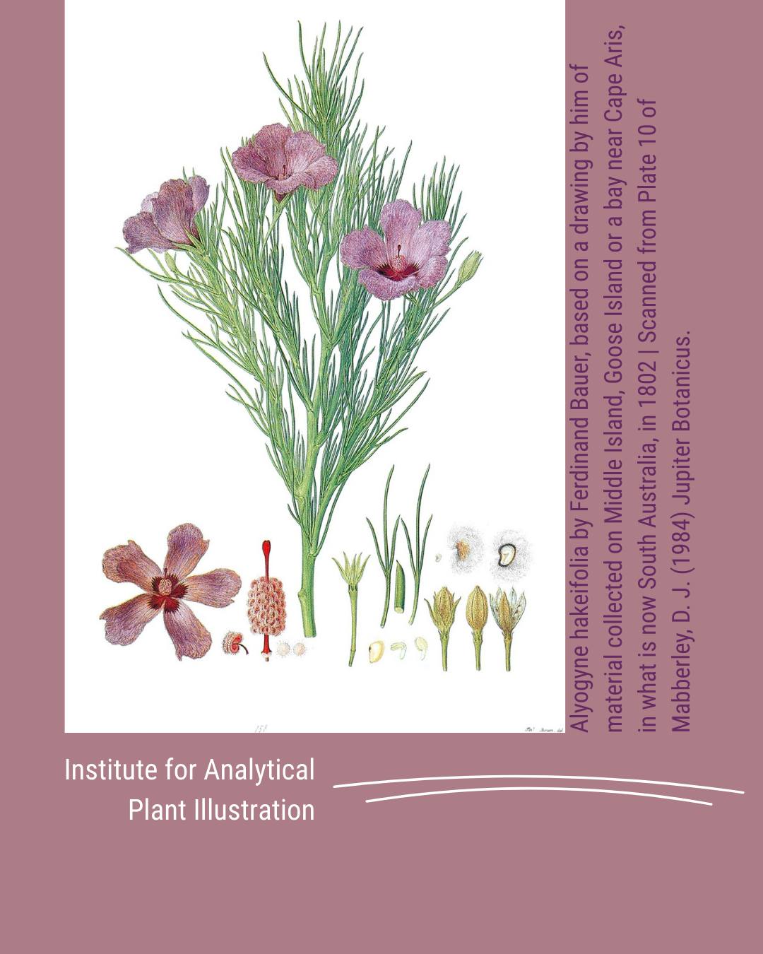 Institute for Analytical Plant Illustration
